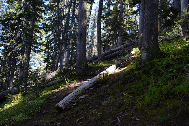 prospector trail