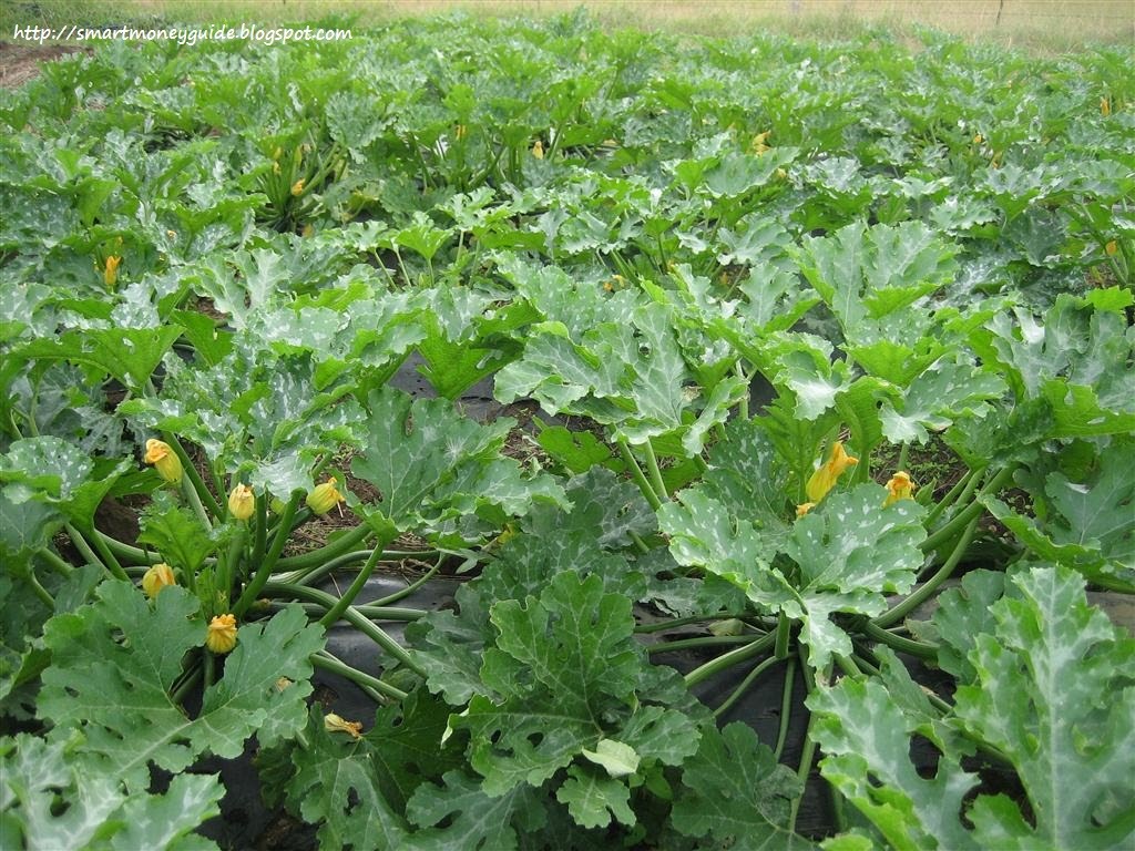 Fall Flowers To Plant