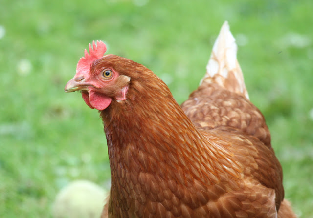 Clicker training chickens increases positive attitudes to them