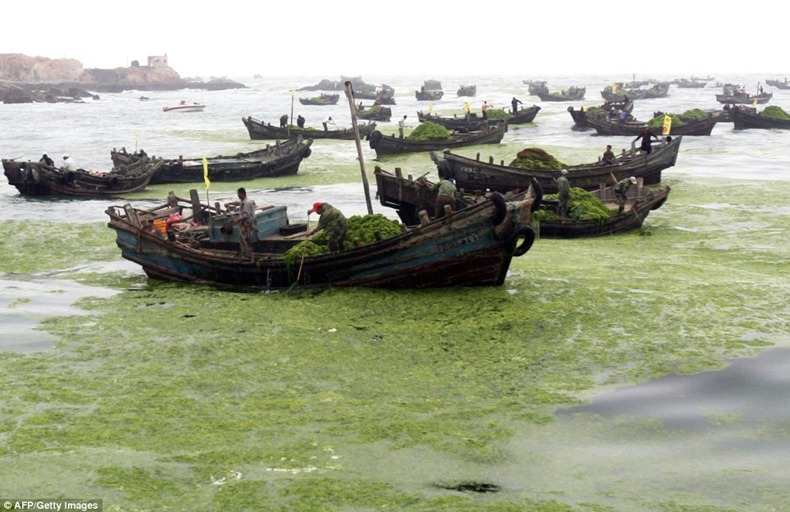 chinese-algae8