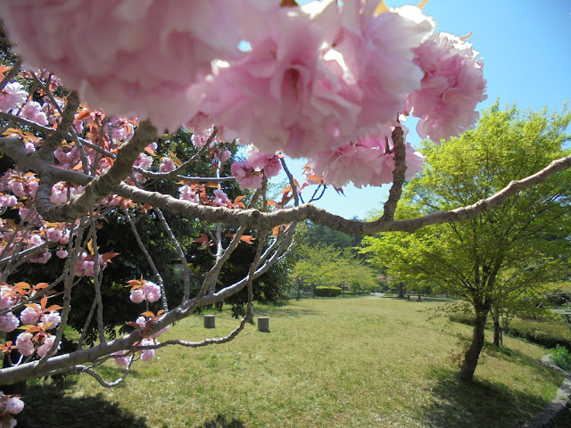 大成池の牡丹桜が美しい