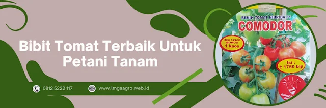 bibit tomat,bibit terbaik,tomat terbaik,petani,indonesia