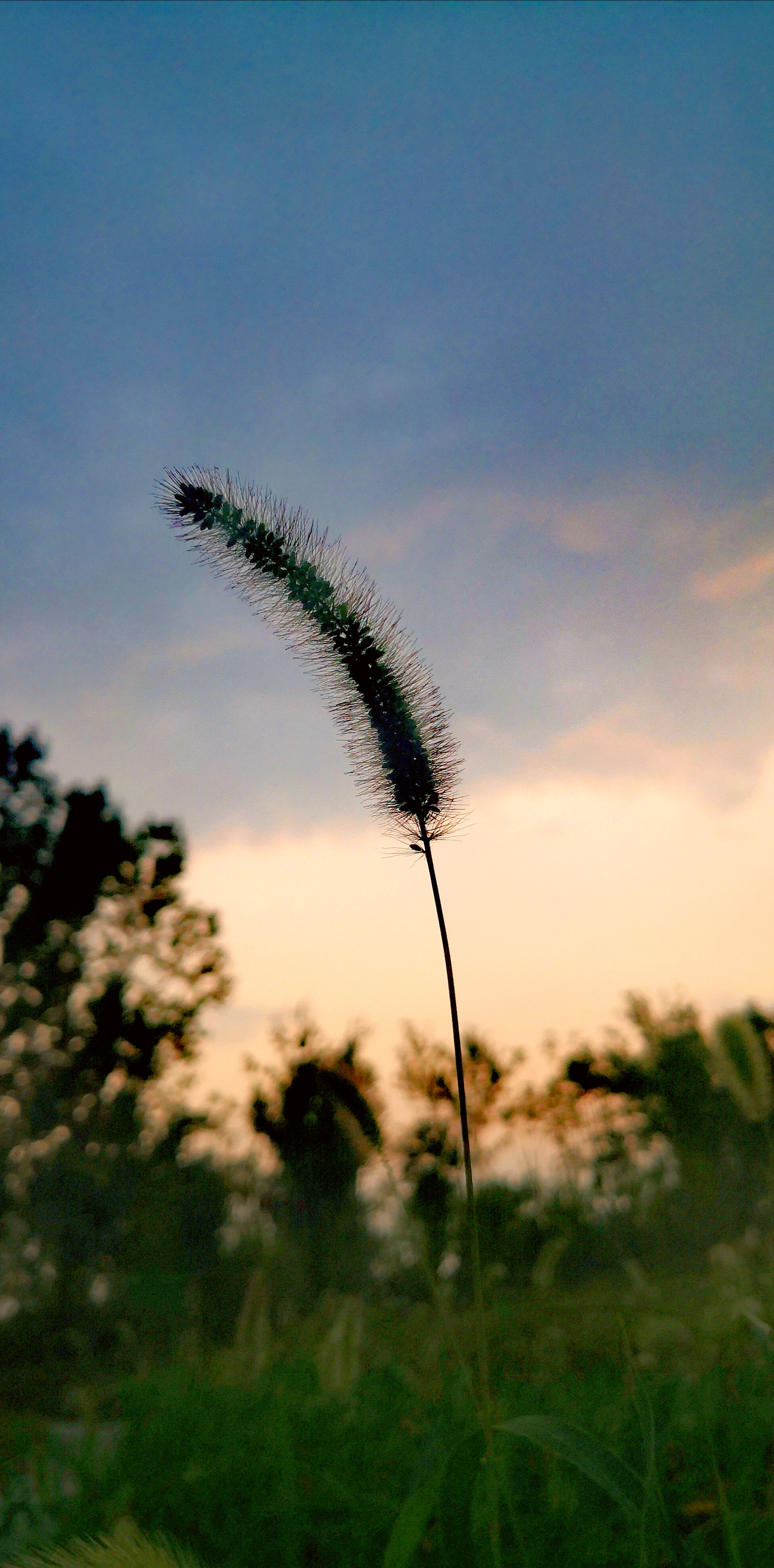 20 Flower landscape sunset, 19photograph skill