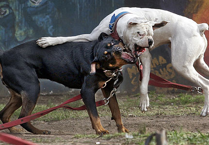 Dog Fight Pitbull vs Rottweiler