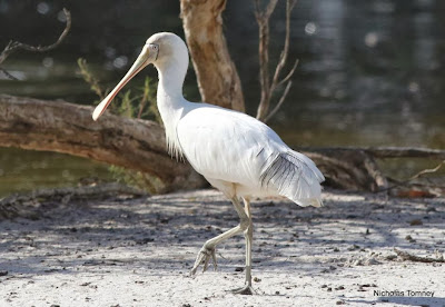 Yellow billed Spoonbill