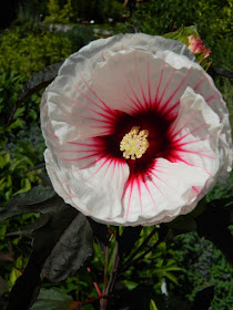Hibiscus Kopper King at the Toronto Botanical Garden by garden muses-not another Toronto gardening blog