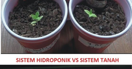 iHidroponiki Sederhana Versus Media Tanah iHidroponiki Sederhana Versus Media Tanah
