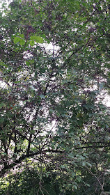 sambucus bush /black elderberry bush