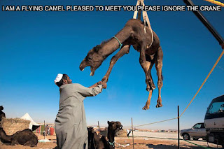 flying camel