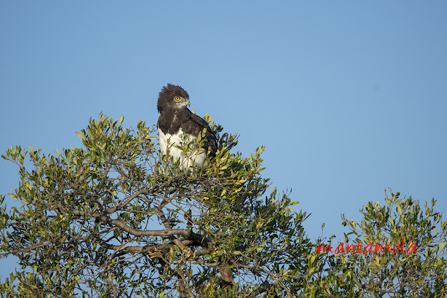 Martial eagle (Polemaetus bellicosus)