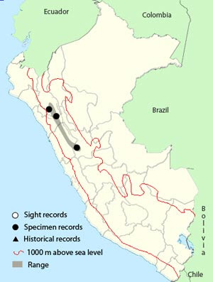 Taphrolesbia griseiventris map