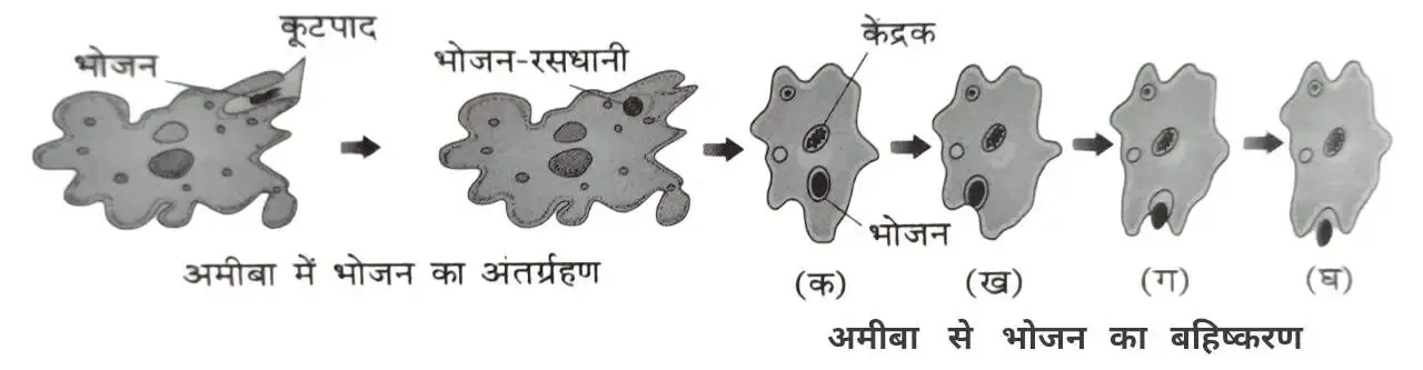 अमीबा में पोषण की विधि