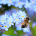  Προσοχή !!!! Υπάρχει  κίνδυνος από τις μελισσοτροφές;