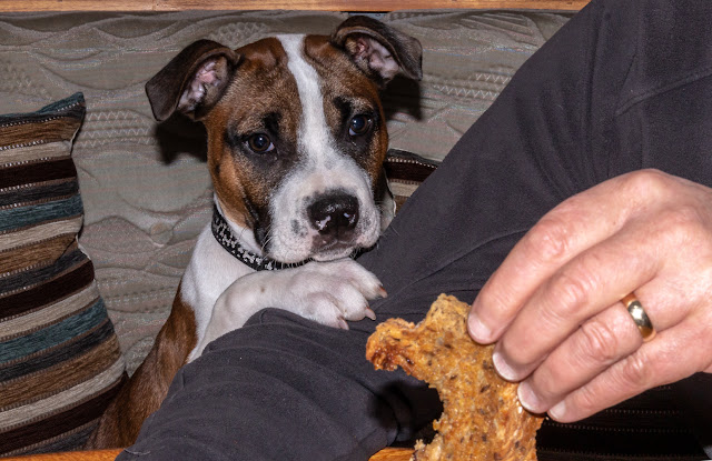 Photo of Ruby waiting patiently for a bit of toast