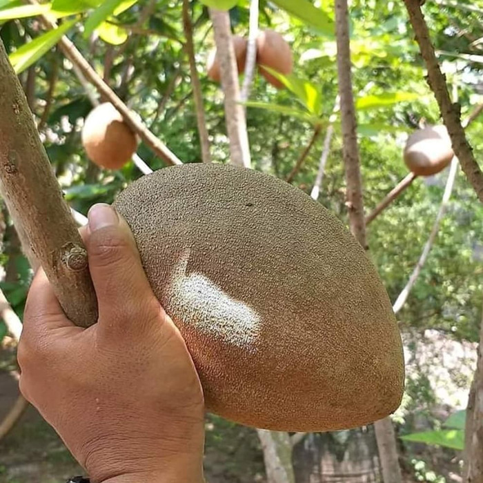 pohon sawo mexico pesan sekarang Sumatra Utara