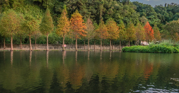 桃園大溪月眉人工濕地生態公園落羽松整排佇立在水池旁拍美麗倒影