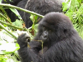 Gorilla trekking tour