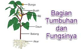 BIOLOGI 1 - 2. BAGIAN TUMBUHAN DAN FUNGSINYA