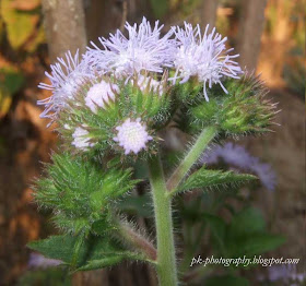 Blue Mist Flower