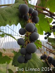 IMG_0953