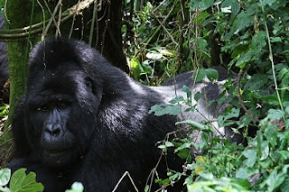 Gorilla tracking and Wildlife Tour In Uganda