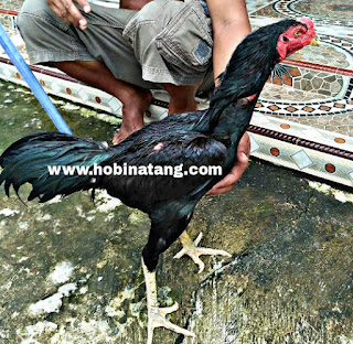  Ayam bangkok dikenal sebagai ayam aduan atau ayam petarung yang handal 10 Jenis Ayam Bangkok Terbaik dan Bagus untuk Dipelihara