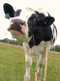 cows get high in romania