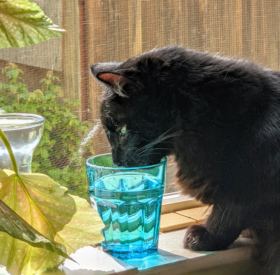 Long haired poly dactyl black cat drinking from a turquoise glass Northwest Pet Care Bellingham WA