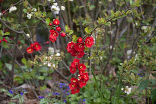 Bunte Blumenpracht in Bad Laer Frühling 2011