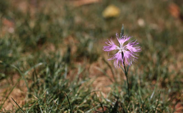 Dianthus Superbus Flowers Pictures