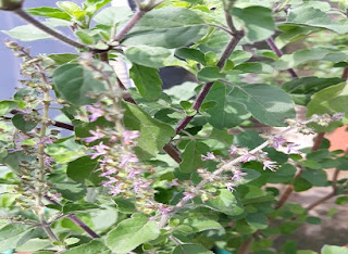 tulsi, the holy basil