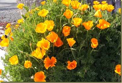 CaliforniaPoppies
