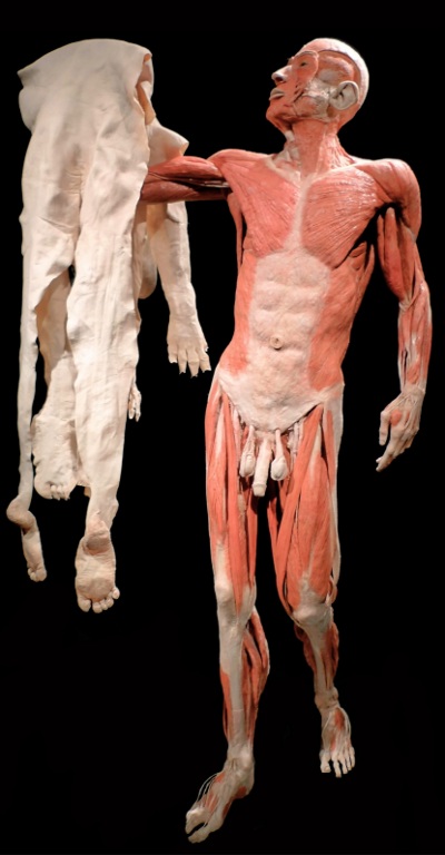 Gunther von Hagens: Skin man