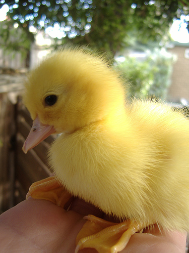 Baby Duck