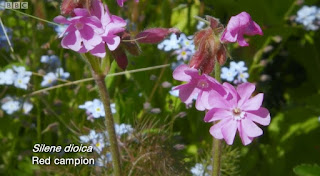  Red Campion