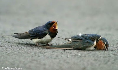 Foto Kisah Sepasang Burung Yang Mengharukan
