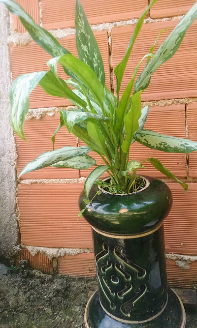 Café de Salão - Aglaonema  Planta de seiva tóxica e folhagem ornamental, cultivada na sombra ou à meia sombra. Produz flores, seus frutos são semelhantes aos do café.