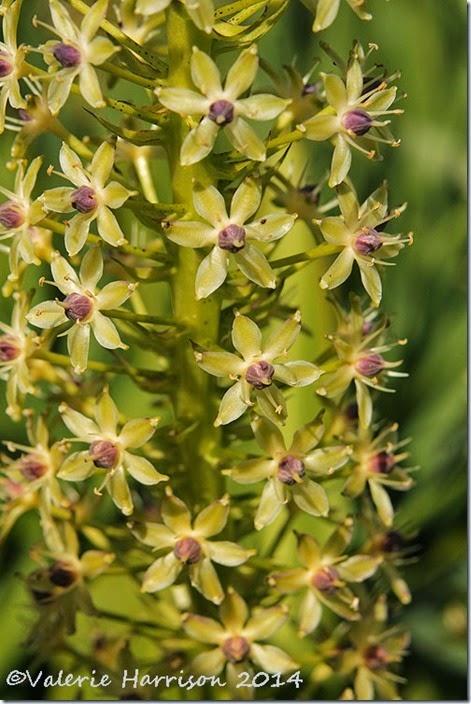 9-unusual-flower