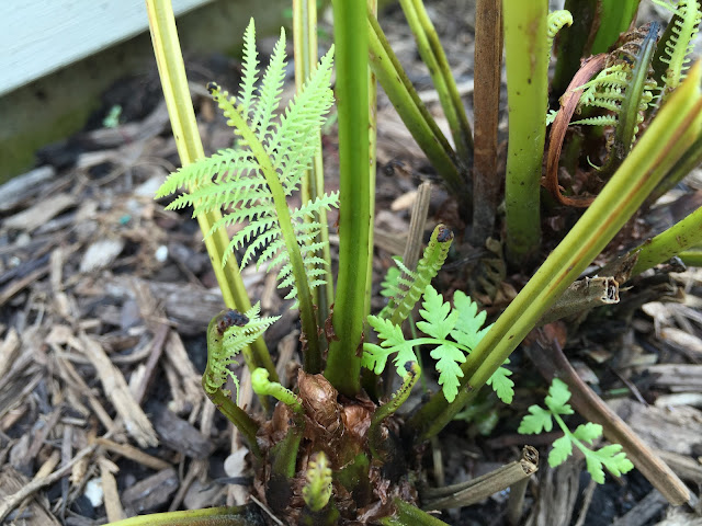 Ostrich fern - Matteuccia struthiopteris