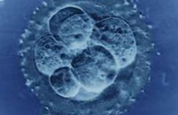 fertilidad