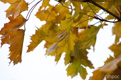 IMG_8806 copy