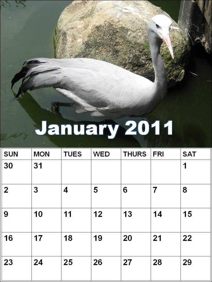 Blank Calendar 2011 January or Blank Planner 2011 January