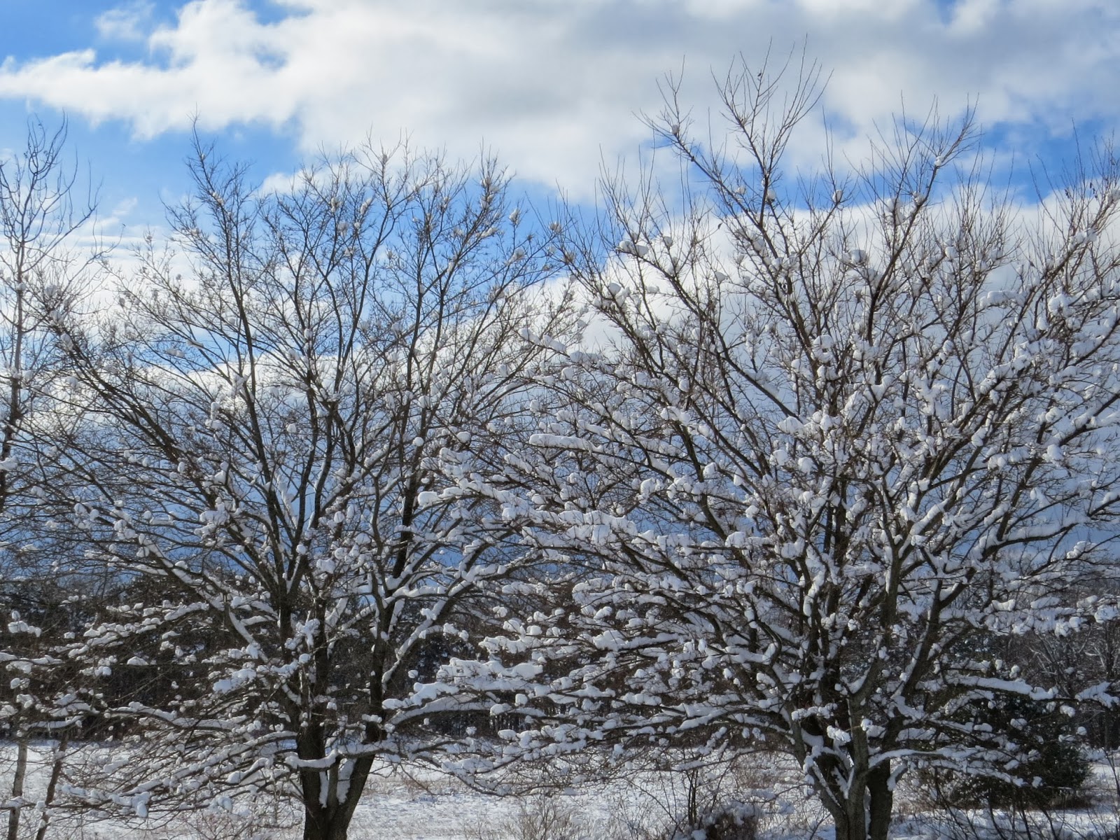 trees with blue sky