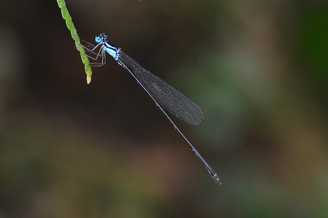 Coeliccia loogali