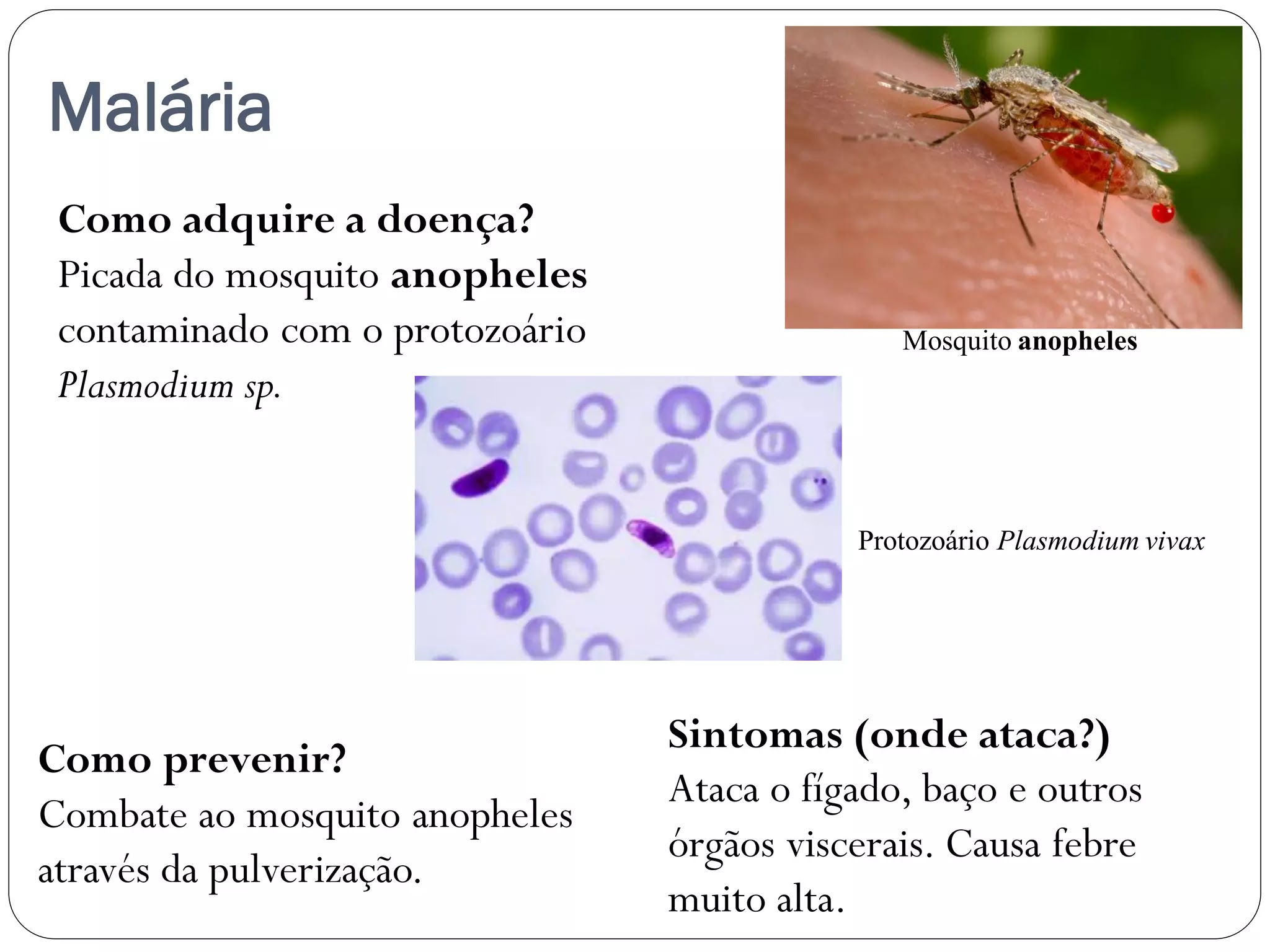 Reino Protista resumo