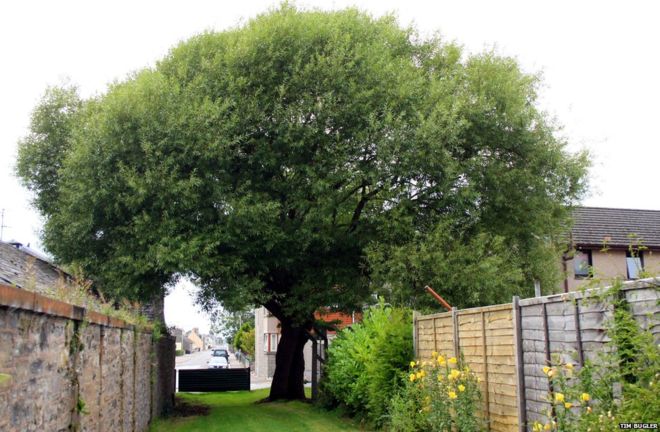 200-year-old Carnoustie Dibble Tree set to be protected