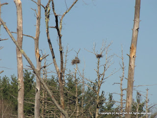 Great Blue Herons