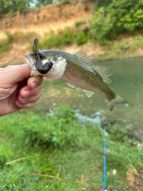 Largemouth Bass