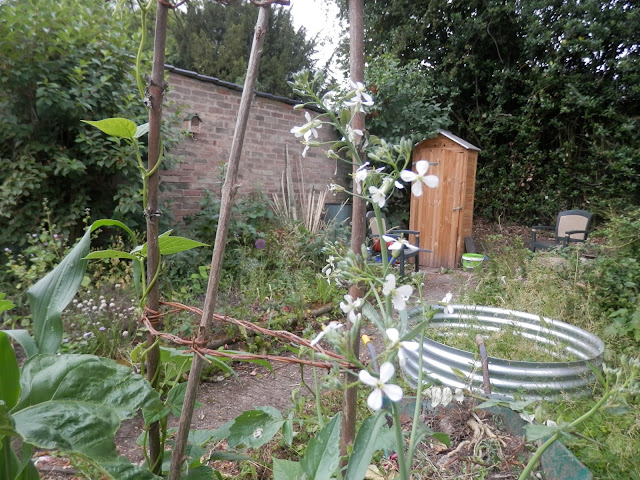 Diary of a suburban edible garden, June 2017.  By UK permaculture garden blogger secondhandsusie.blogspot.com #suburbangarden #ediblegarden #ukpermaculturegarden 