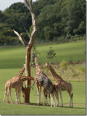 marwell zoo 032